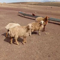 توغلی ماده 10راس
