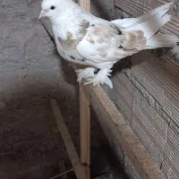 سه تا هما کاکل پاپر خون پاک اصیل|پرنده|گرمسار, |دیوار