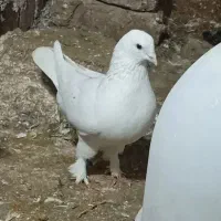 سه عدد کبوتر فروشی