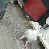 کفتر|پرنده|قائن, |دیوار