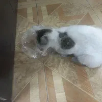 گربه|گربه|رشت, جانبازان|دیوار