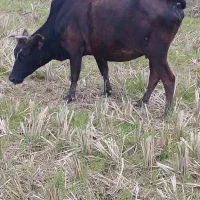 ۵راس گاو حامله|حیوانات مزرعه|رشت, گیل|دیوار