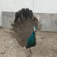 طاووس هندی|پرنده|بابل, |دیوار