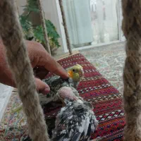 عروس هلندی جفت وجوجه سرلاکی|پرنده|رفسنجان, |دیوار