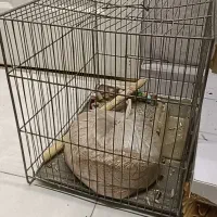 عروس هلندی|پرنده|همدان, |دیوار