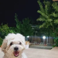 واگذاری سگ شیتزو