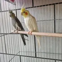 عروس هلندی|پرنده|مبارکه, |دیوار