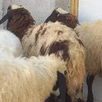 ،میش قوچ مخصوص داشت کشتن پروار کبابی|حیوانات مزرعه|بندرعباس, |دیوار