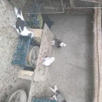 کبوتر شازده