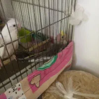 جفت عروس هلندی با جوجه|پرنده|مرودشت, ثبت احوال|دیوار