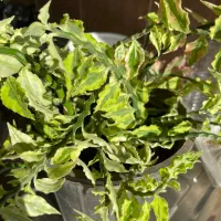 گل پدیلانتوس سالم