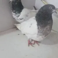 کفتر|پرنده|هشترود, |دیوار