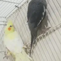 فروش دوجفت عروس هلندی