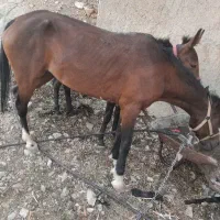 مادیان