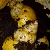 حلزون البینو مولد و تخمگذار و جوجه حلزون