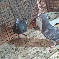 پلاکی و بازیکن