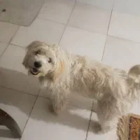 سگ‌ مالتیز  به علت مهاجرت فوری  ماده