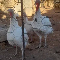 بوقلمون|حیوانات مزرعه|صحنه, |دیوار