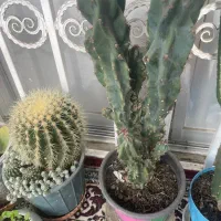 گل خانگی|گل و گیاه طبیعی|پرهسر, |دیوار