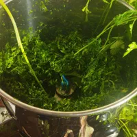 سبزی قرمه|خوردنی و آشامیدنی|آق قلا, |دیوار