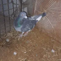 پرنده/کبوتر