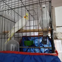 عروس هلندی مولد