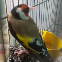 سهره