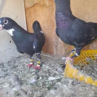 نر ماده پلنگ  سیاه مینامگس مسافتی
