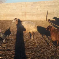 میش جوان چاق بزغاله|حیوانات مزرعه|اسفراین, |دیوار