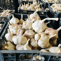 سیر بذر|خوردنی و آشامیدنی|قره چای, |دیوار