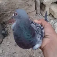 کفتر فروشی دونه ۱۰۰|پرنده|زهک, |دیوار