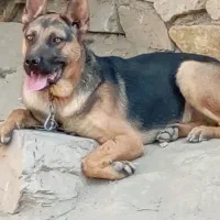 سگ ژرمن نر ۸ماهه
