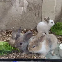 بچه خرگوش نیوجرسی