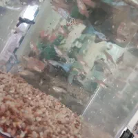 ماهی آکواریوم گوپی|ماهی|اهر, |دیوار