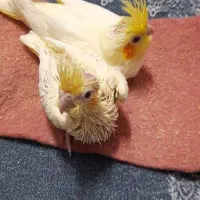 چراغ جلو ۲۰۷ و جوجه عروس هلندی لوتینو