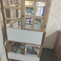 فروش مرغ عشق