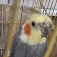 جفت عروس هلندی