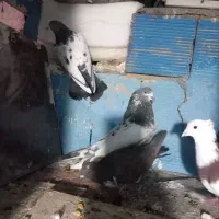 کبوتر زوردار|پرنده|اسلام‌‌آباد غرب, |دیوار