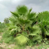 فروش پالم عمده وتکی