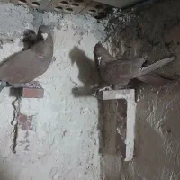 کفترنرماده گلی