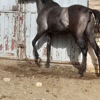 فروش مادیون کرد فروشی|اسب و تجهیزات اسبسواری|هرند, |دیوار