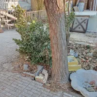 قطع درخت هرس کردن برش چوب|خدمات باغبانی و درختکاری|اصفهان, تیران|دیوار