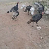 بوقلمون