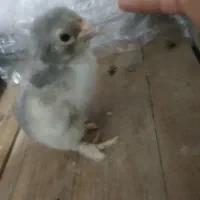 جوجه امپراطور|حیوانات مزرعه|فریدونکنار, |دیوار