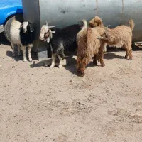 فروش ۲۰۰ رائس بز