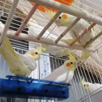 پرنده عروس هلندی