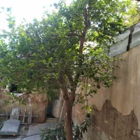 فروش زمین صندوقی با مجوز اماده ساخت|فروش زمین و ملک کلنگی|شیراز, دست خضر|دیوار