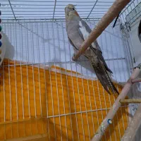ماده عروس هلندی