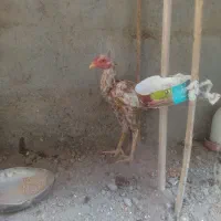 جوجه خروس|حیوانات مزرعه|میناب, |دیوار