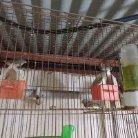 فنچ مولد جوجه داده